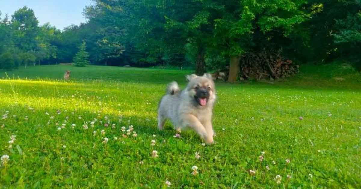 Tibetski španijeli - prodaja 1 Prodaja tiibetskih španijela