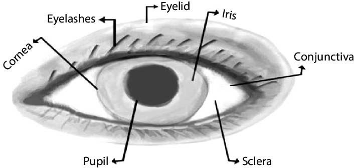Vanjski dijelovi oka